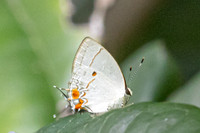 Iaspis andersoni