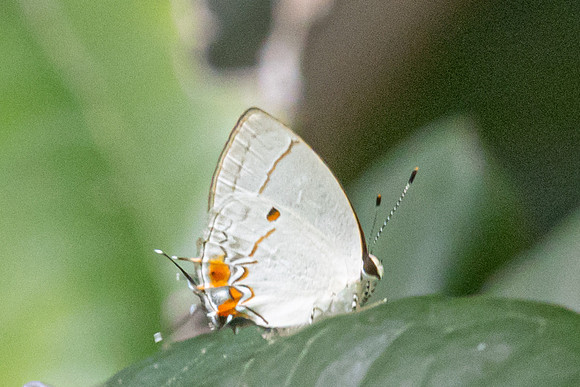Iaspis temesa-7997Parque Eloy Valenzuela - Bucaramanga - 30/07/25