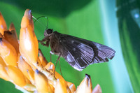 Naevolus orius-7729