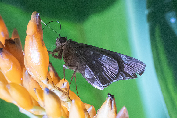 Naevolus orius-7729