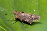 Naevolus orius-7734