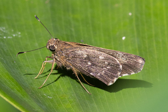 Naevolus orius-7734