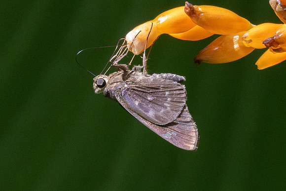 Naevolus orius-7730