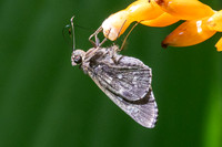 Naevolus orius-7717