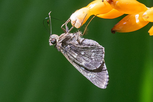 Naevolus orius-7717