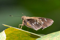 Naevolus orius-7696
