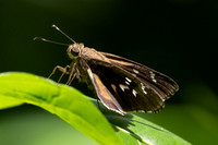 Naevolus orius-7707
