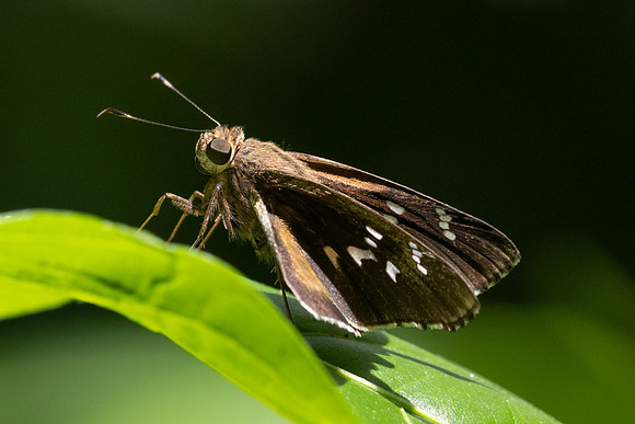 Naevolus orius-7707