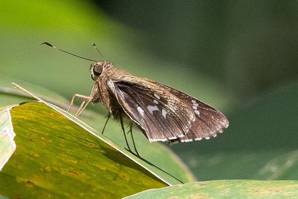 Naevolus orius-7694