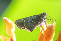 Naevolus sp