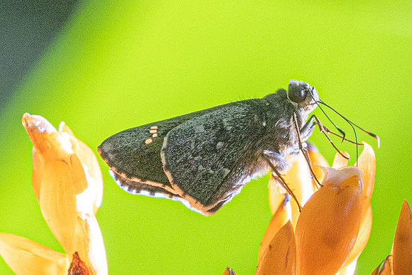 Naevolus sp-7922