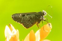 Naevolus sp-7924
