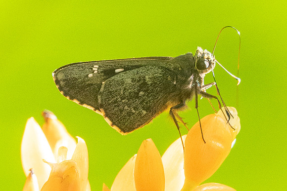 Naevolus sp-7924