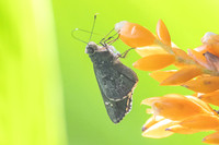 Naevolus sp-7926