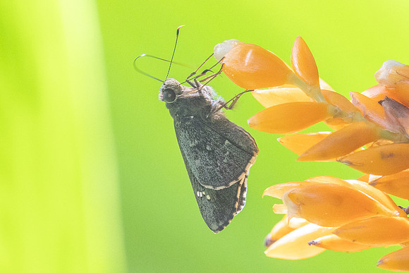 Naevolus sp-7926