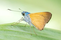 Onophas columbaria