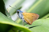 Onophas columbaria-5973