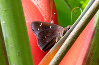 Orphe gerasa