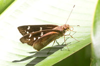 Orphe vatinius