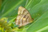 Taygetis sp-8117