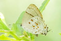 Tmolus echion-7950