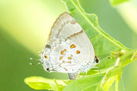 Tmolus echion-7967