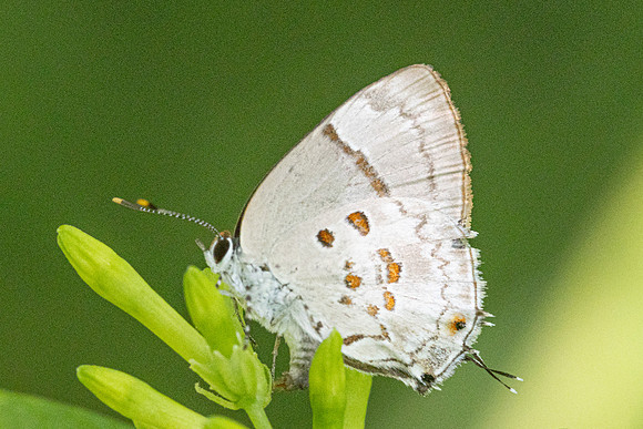 Tmolus echion-7960