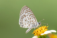 Leptotes cassius-9907