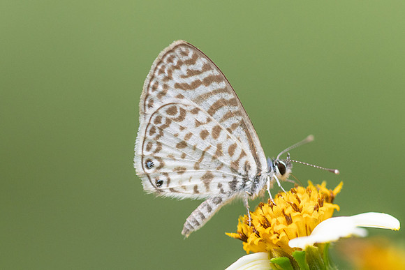 Leptotes cassius-9907