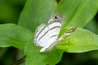 Leucochimona iphias-7081