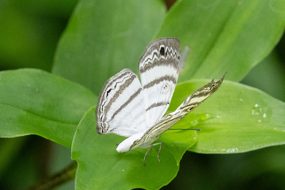 Leucochimona iphias-7081