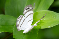 Leucochimona iphias-7086
