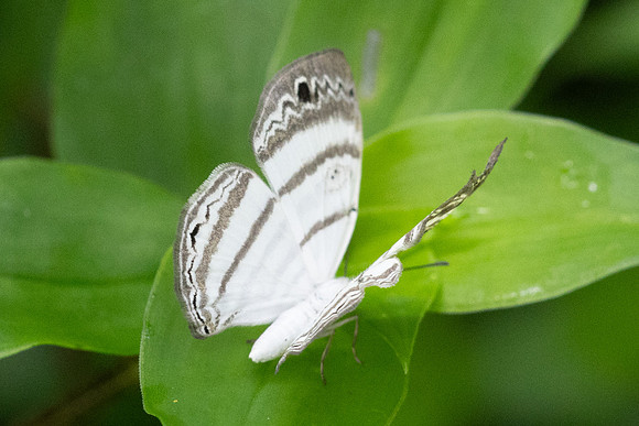 Leucochimona iphias-7086