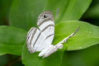 Leucochimona iphias-7084