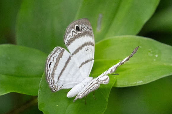 Leucochimona iphias-7084