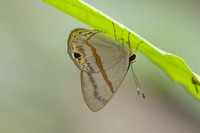 Myselasia sp-7458