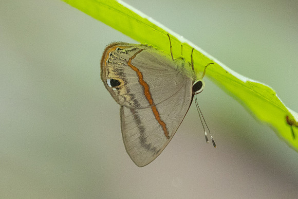 Myselasia sp-7458