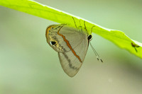 Myselasia sp-7464