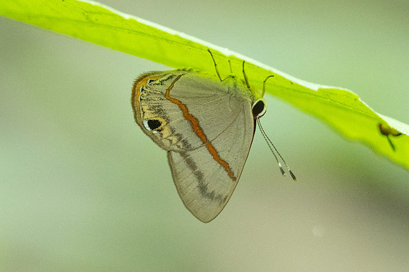 Myselasia sp-7464