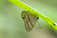 Myselasia sp-7462