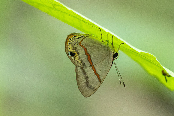 Myselasia sp-7462