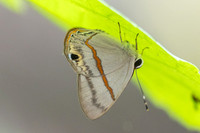 Myselasia sp-7443