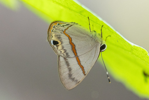 Myselasia sp-7443