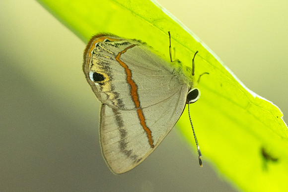 Myselasia sp-7454