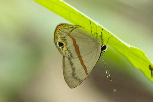 Myselasia sp-7430