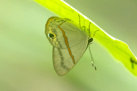 Myselasia sp-7436