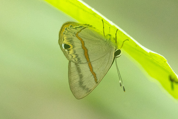 Myselasia sp-7436