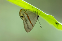 Myselasia sp-7440