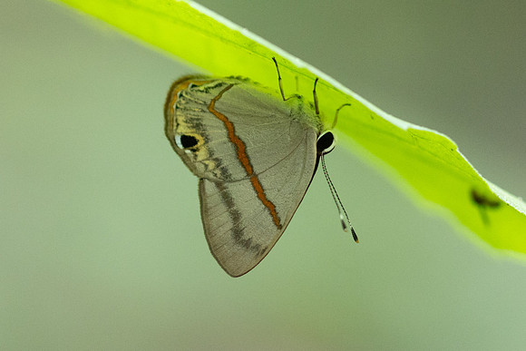 Myselasia sp-7440