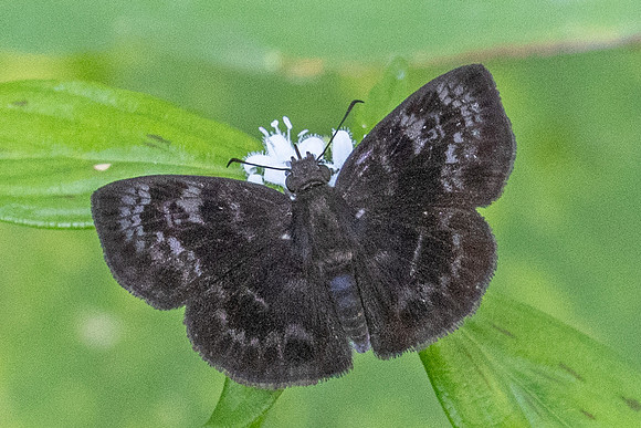 Quadrus fridericus-1099 - Minca - 16/07/25